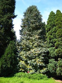 Chamaecyparis Lawsoniana, Port Orford Cedar, Grass Hay, Tree Bed, Cedar Trees, Fruit Seeds, Tree Seeds, Cypress Trees, Clay Soil