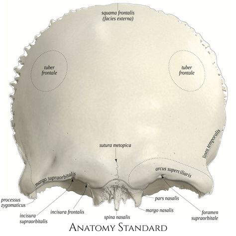 Frontal Bone Anatomy, Frontal Bone, Skull Anatomy, Anatomy Bones, Medicine Notes, High Quality Pictures, Medicine Student, Floral Wallpaper Iphone, Human Anatomy Drawing