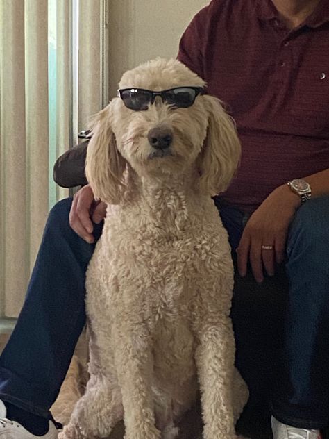 This golden doodle has dad glasses on and looks super funny and cute. Golden Doodle Funny, Doodle Funny, Dog Heaven, Golden Doodle, Funny And Cute, Funny Dog Pictures, Goldendoodle, Super Funny, Dog Pictures