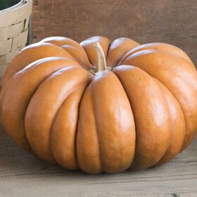 Pumpkin Seeds - Organic, Heirloom Varieties | Johnny's Selected Seeds Pumpkin Varieties, Cucumber Beetles, Cooking Pumpkin, Traditional Pumpkin, Cinderella Pumpkin, Urban Farmer, Cheese Pumpkin, Fruit Plants, Heirloom Seeds