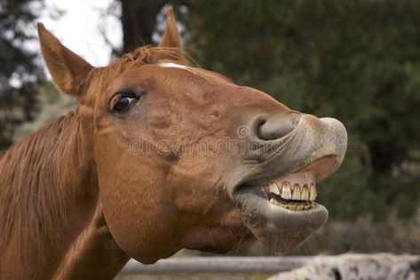 Horse Showing Teeth, Horse Expressions, Horse Neighing, Horse Teeth, Horse Smiling, Horse Showing, Teeth Pictures, Horse Art Drawing, Animal Teeth