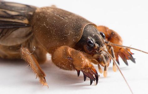 Mole Cricket Grossness Mole Cricket, Little Animals, Beautiful Bugs, Creepy Crawlies, Arthropods, Arachnids, Cute Little Animals, Creature Design, Marine Life