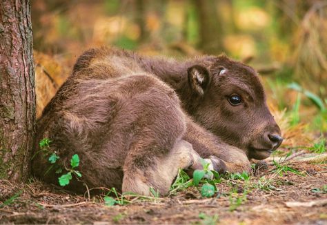 A cute wisent calf lying quietly by a tree. Even as a baby it’s stocky build suggests the size and power that will come with time. Calf Lying Down, Cloven Hooves, Horse Coats, Animal Reference, A Tree, Van Gogh, Pinterest Likes, Deer, Cow