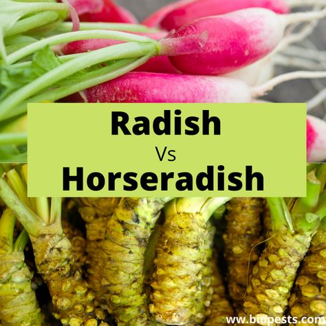 Horseradish and radish have very similar names, and telling the two apart can get confusing, with some people using their names interchangeably. But are these two the same thing, or are they different plants? Horseradish and radish are two different plants, but they are from the same plant family. They are both root vegetables, but radish is small and round and comes in many colors, while horseradish is long, thick, and is white. They both have a strong flavor, but horseradish is spicier. Health Benefits Of Radishes, Horse Radish, Garden Planing, Horseradish Recipes, Geranium Care, Mustard Plant, Rose Plant Care, Acidic Soil, Popular Things