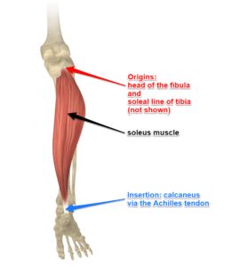 Soas Muscle Stretch, Suboccipital Muscles, Soleus Muscle Anatomy, Anatomy Worksheets, Muscles Origin And Insertion, Muscular Strength Exercises, Sartorius Muscle, Soleus Muscle, Calf Strain