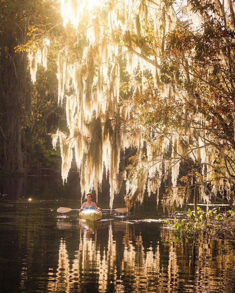 Spanish Moss Tree Tattoo, South Florida Aesthetic, Florida Woods, Live Oaks With Spanish Moss, Spanish Moss Wedding, Live Oak Trees With Spanish Moss, Spanish Moss Trees, Louisiana Trees Spanish Moss, Tillandsia Usneoides