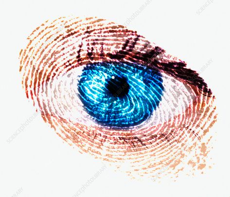 Biometric identification - Stock Image - T980/0219 - Science Photo Library Fingerprint Artwork, Identity Artwork, Fingerprint Art, Art Alevel, Finger Print, Human Eye, Ad Art, Identity Art, Art Painting Acrylic