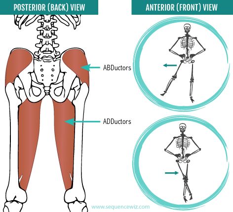 Neglecting your hip abductors can mess up your walk, sleep and balance Hip Adductor Vs Abductor, Hip Abductor Exercises, Adductor Workout, Muscular Anatomy, Hip Abductors, Hip Abduction, Ace Fitness, Inner Thigh Muscle, Core Fitness