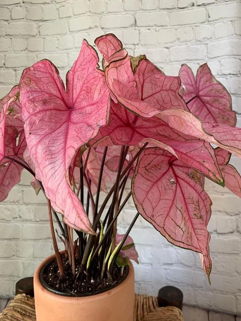 Pink Caladium Pink Houseplants, Pink Caladium, Plant Goals, نباتات منزلية, Pink Plant, Plant Decor Indoor, Plant Aesthetic, House Plants Decor, Pink Leaves