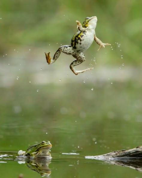 Frogs Reference, Frog Laying Down, Frog Reference, Frog In Water, Frogs Jumping, Frog In Nature, Cute Frog Photography, Frog Jumping, Frog Photos