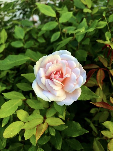 Rosa chinensis (Butterfly Rose, China Rose) | North Carolina Extension Gardener Plant Toolbox China Rose Flower, Pruning Shrubs, Pollinator Garden Design, Soil Texture, Scale Insects, Japanese Beetles, China Rose, Winter Fruit, Plant Problems