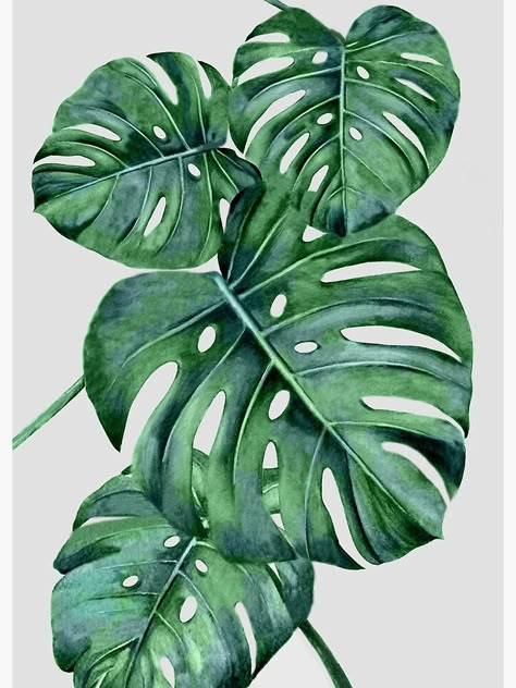 Monstera Poster, 수채화 그림, Monstera Plant, Plant Painting, Plant Art, Leaf Art, Botanical Illustration, Botanical Art, 그림 그리기