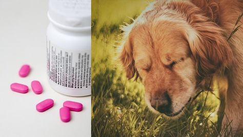 Veterinarians often recommend Benadryl for dogs with allergies, as it can reduce their symptoms. Here is what you should know. Benadryl For Dogs Dosage, Benadryl For Dogs, Dog Benadryl, Best Dog Names, Watery Eyes, Pet Advice, Dog Allergies, Aggressive Dog, Dogs Pooping