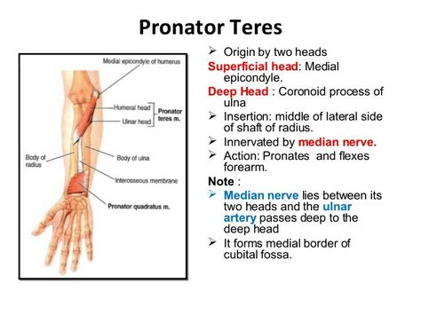 Pronator teres... Pronator of forearm... Muscles Of Forearm, Pronator Teres, Wrist Anatomy, Radial Nerve, Therapy Business, Median Nerve, Massage Therapy Business, Muscular System, Medical Anatomy