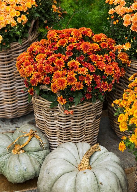 fall-flower-baskets-green-pumpkins-90213720 Fall Window Boxes, Potted Mums, Fall Container Gardens, Fall Mums, Fall Containers, Autumn Display, Fall Arrangements, Fall Front Porch, Diy Cosmetics