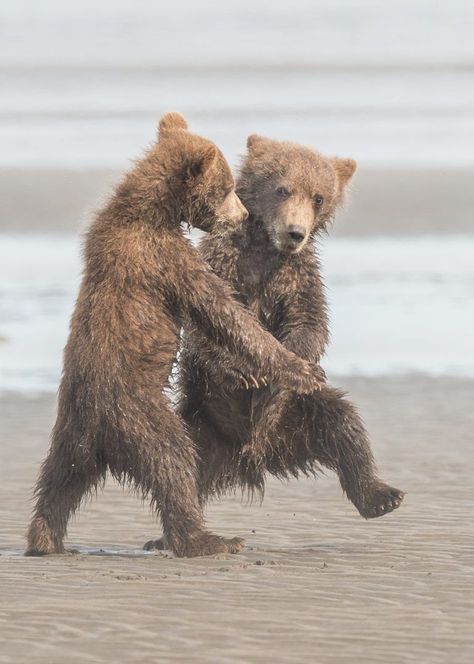 Dancing bears - dansende beren Funny Wild Animals, Animals Doing Funny Things, Comedy Wildlife Photography, Squirrel Pictures, Wildlife Pictures, Brown Bears, Wildlife Photos, Photography Contests, Bear Cubs