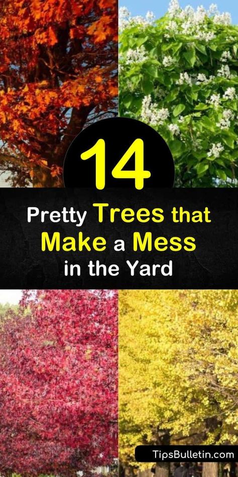 Most deciduous trees create a mess every fall as they drop their leaves, but some create a bigger mess than others. Trees like Weeping Willow, Sweet Gum trees, and the Silver Maple feature an aggressive root system that destroys front yards. #messytrees #avoid #trees Trees With Small Root System, Autumn Blaze Maple Tree, Sweet Gum Tree, Autumn Blaze Maple, Silver Maple Tree, Weeping Cherry Tree, Trees For Front Yard, Growing Trees, Gum Trees