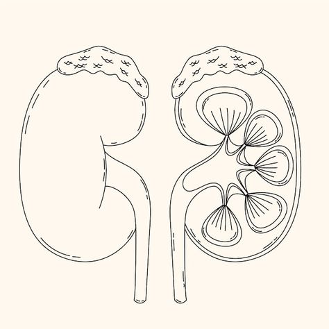 Kidney Drawing, Kidney Illustration, White Day, Medical Illustration, On October 3rd, Vector Hand, Mental Wellness, Poster Template, Wordpress Theme