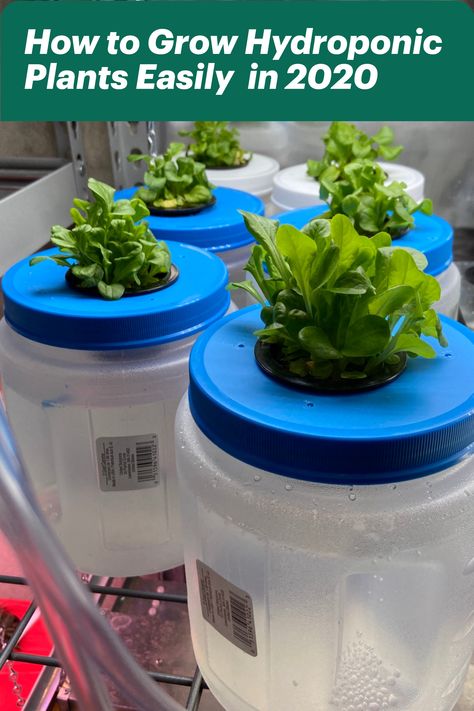 Grow your own food with an easy DIY hydroponic system #hydroponic Gardening #hydroponic system #hydroponic #hydroponics Hydroponic Tomatoes Indoors, Indoor Growing System Diy, Diy Hydroponics System Simple, Hydroponic Bucket System, Bucket Hydroponics Diy, Easy Diy Hydroponic Garden Indoor, Kratky Hydroponics Diy, Leca Plants, Hydroponics Diy Indoor