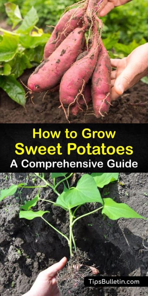 Garden Potatoes, Grow Sweet Potatoes, Potato Growing, Sweet Potato Leaves, Sweet Potato Slips, Container Potatoes, Victory Gardens, Sweet Potato Plant, Potato Gardening