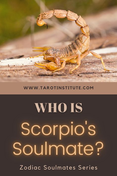 In this article, we're going to find out Who is Scorpio’s Soulmate and how can Tarot Cards help them find one! Scorpio Leo Tattoo Combined, Scorpio Soulmate Sign, Scorpio Names, Scorpio And Cancerian, Pisces X Scorpio Couple, Scorpio Soulmate, Scorpio Zodiac Traits, Pisces And Scorpio Compatibility, Zodiac Soulmates