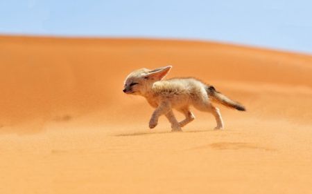 fenek - wallpaper, fenek, fox, dessert Fox Species, Fuchs Baby, National Geographic Photo Contest, Desert Fox, Fox Pictures, Fennec Fox, Wildlife Photos, In The Desert, Animal Photo