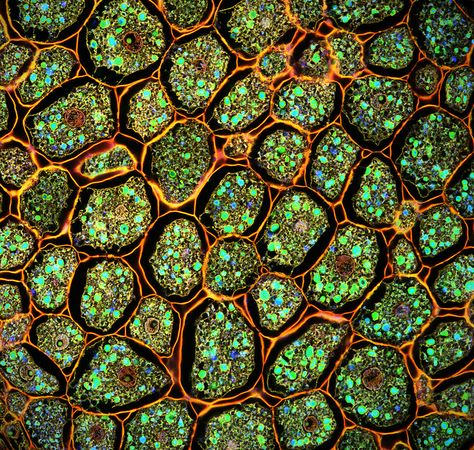 Plant Cell Microscopy  http://www.flickr.com/photos/anhedonias/ Beautiful!!! Confocal Microscopy, Microscopic Photography, Micro Photography, Microscopic Images, Electron Microscope, Plant Cell, Microscopes, Things Under A Microscope, Patterns In Nature