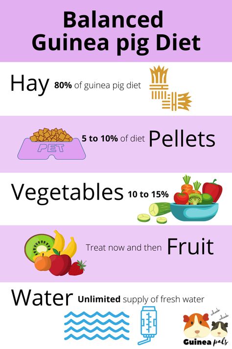 What you should feed your guinea pigs and what quantities.  Safe foods list for guinea pigs. Guinea Pig Snacks, Guinea Pig Food List, Diy Guinea Pig Toys, Guinnea Pig, Guine Pig, Guinea Pig Diet, Pig Facts, Diy Guinea Pig Cage, Guinea Pig Diy