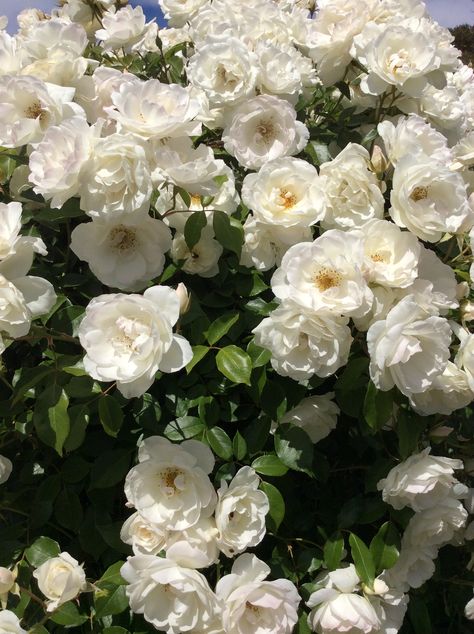 Rose Iceberg, Iceberg Roses, The Meadows, Not Ready, White Home, White Houses, Roses, Plants, Flowers