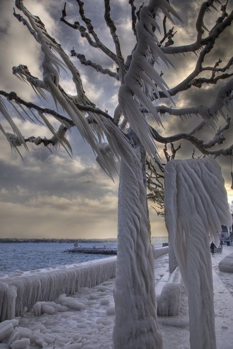 Another shot of Vesoix in the freezing weather. The wind blew up water from the lake and it froze almost immediately! Frozen Tree, Freezing Weather, Ice Storm, Tree Photo, Winter Szenen, Winter Tree, Geneva Switzerland, Water Element, Winter Magic