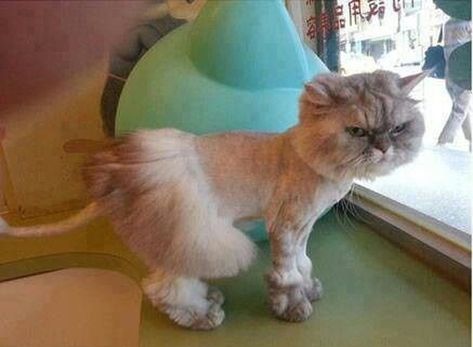 17 Times Pet Haircuts Went So Wrong, It’s Hilarious Cat Haircut, Wow Photo, Bored Dog, Funny Baby Pictures, Dog Haircuts, Hilarious Pictures, Dog Suit, Cat Grooming, Dog Hair