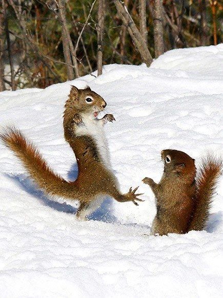 Squirrel Photos, Funny Squirrel Pictures, Squirrel Pictures, Tattoo Aesthetic, Squirrel Funny, Bird Drawing, Funny Paintings, Cute Squirrel, Animal Painting