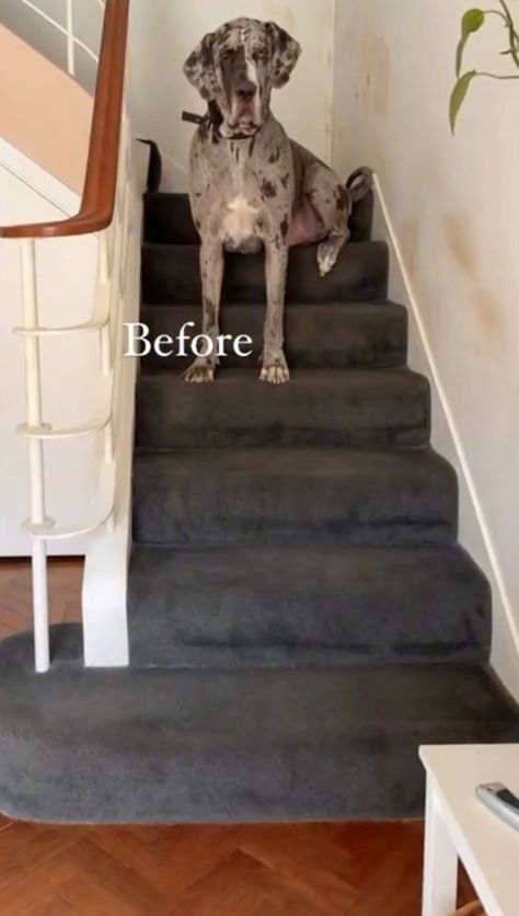 A COUPLE who were quoted £3,000 to transform their stairs decided to try and do it themselves instead. Dani explained that they were sick of the dark grey carpet on their stairs, so got a quote to redo it. But when it came back as £3k, they decided to give it a go without any […] Stairs Grey Carpet, Dark Grey Carpet Stairs, Dark Carpet Stairs, Stair Carpet Ideas Colour, Grey Carpet Stairs, Grey Stair Carpet, Stair Pads, Dark Grey Carpet, Stairs Makeover