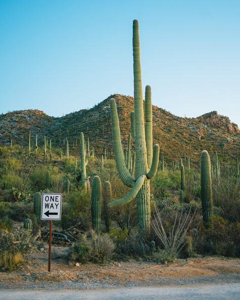 Saguaro 🌵 One Way Sign, National Park Sign, Saguaro National Park, Usa States, Posters Framed, Tucson, Framed Artwork, Framed Wall Art, National Park