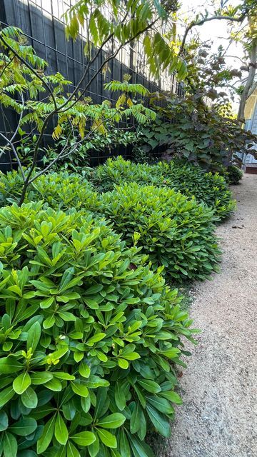 Evergreen Plants For Borders, Pittosporum Miss Muffet, Pittosporum Tobira Nanum, Miss Muffet Plant, Mass Planting Landscape Design, Pittosporum Nana, Pittosporum Hedge, Cheyne Walk, Pittosporum Tobira