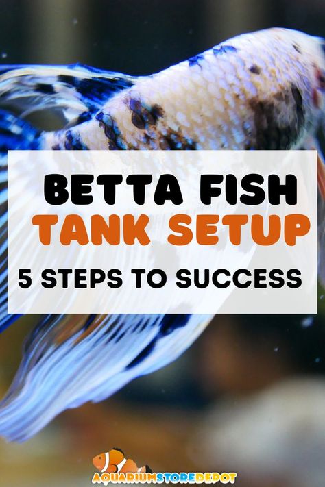 BETTA FISH TANK SETUP Betta Fish Tank Setup, Betta Fish Care, Aquarium Setup, Betta Tank, Beta Fish, Betta Fish Tank, Steps To Success, Fish Care, One Fish