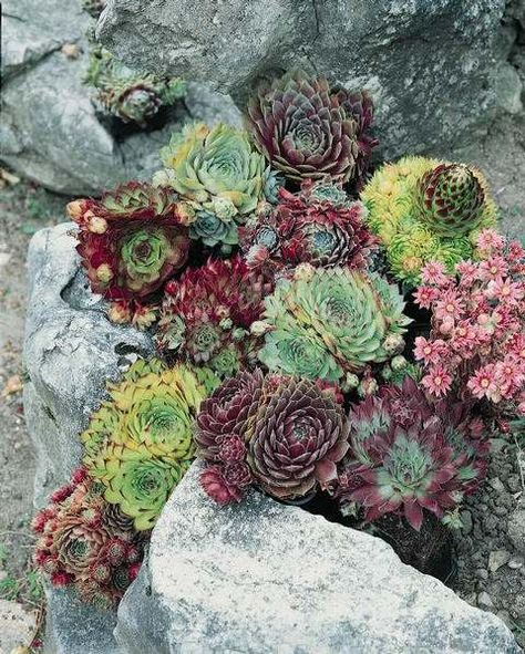 Winter Hardy Mix sempervivum growing among the large garden rocks. Succulent Rock Garden, Succulent Landscape Design, Succulent Seeds, Rock Garden Plants, Succulent Landscaping, Colorful Succulents, Succulent Gardening, Rock Garden Landscaping, Succulents In Containers