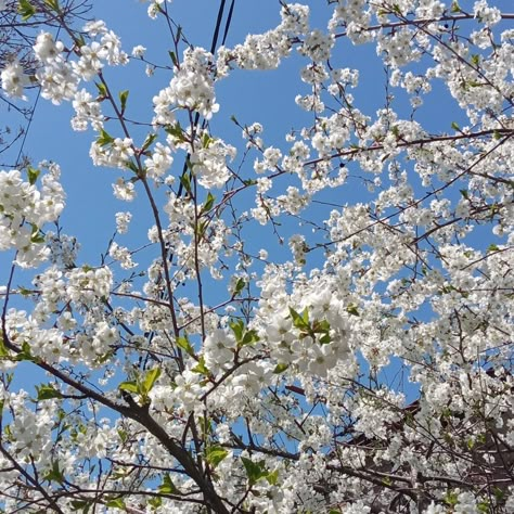 white cherry blossoms aesthetic spring tree White Blossoms Aesthetic, Spring Widget Aesthetic, Cherry Trees Aesthetic, White Blossom Aesthetic, White Cherry Blossom Aesthetic, White Spring Aesthetic, Cherry Tree Aesthetic, Flower Tree Aesthetic, Cherry Blossoms Aesthetic