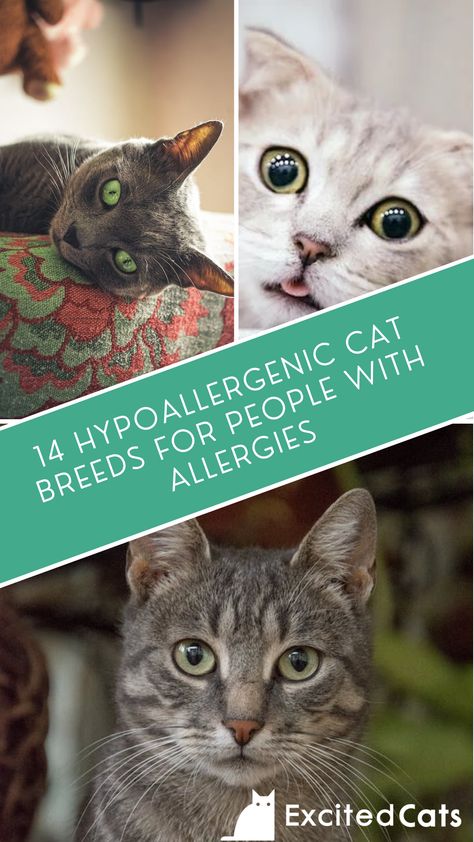 Cats For People With Allergies, Hypoallergenic Cat Breeds, Cat Breeds Hypoallergenic, Best Cat Breeds, Hypoallergenic Cats, Cat Advice, Ocicat, Allergic To Cats, Cat Allergies