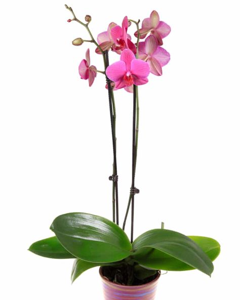 Orchid In Water, Cat Friendly Plants, Orchid Fertilizer, Orchid Plant, Growing Orchids, Moth Orchid, Bathroom Plants, Gardening Advice, Orchid Plants