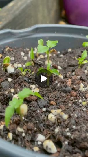 7.9K views · 123 reactions | How mom plants her cherries from seeds! Part 1 #cherries #gardening #germination #tutorial #seeds #fyp | Thomas Wells | Thomas Wells · Original audio Smokehouse Ideas, Cherry Seeds, 100k Views, Growing Garden, Plant Hacks, Garden Vegetables, Diy Backyard Landscaping, Gardening Plants, Gardening Landscaping