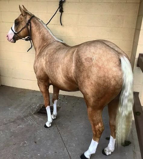 Western Horse Tack Turquoise, Horse Coat Patterns, Horse Hair Ideas, Rodeo Barrel Racing, Palomino Horses, Quarter Horse Stallion, Aqha Horses, Stock Horse, Horse Reining