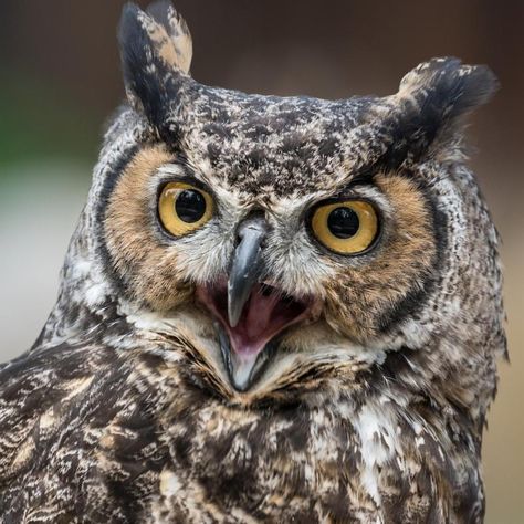 Scary Birds, Owl Face, Owl Photography, Owl Illustration, Bird Designs, Great Horned Owl, Face Photography, Cute Little Things, Bird Design