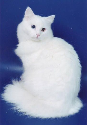 White Siberian cat Turkish Angora Cat, Hypoallergenic Cats, Angora Cats, Siberian Cat, Norwegian Forest Cat, Curious Cat, White Cats, Pretty Cats, Beautiful Cats