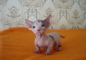 Cats Munchkin, Cat Breeds List, Bambino Cat, Cute Hairless Cat, Hairless Cats, Sphinx Cat, Selective Breeding, Dream's Cat, Munchkin Cat