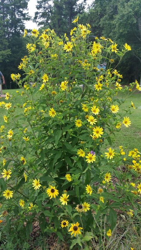 Maximilian Sunflower Zero Scape, Maximilian Sunflower, Garden 2023, Landscape Plants, Seed Germination, Garden Images, Invasive Species, Backyard Projects, Landscaping Plants