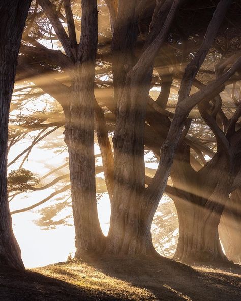 Rings Of Power Aesthetic, Middle Earth Aesthetic, Sun Shining Through Trees, Lord Of The Rings Rings, Cloudy Mountains, Power Aesthetic, Earth Aesthetic, Fantasy Aesthetic, Nature Aesthetic