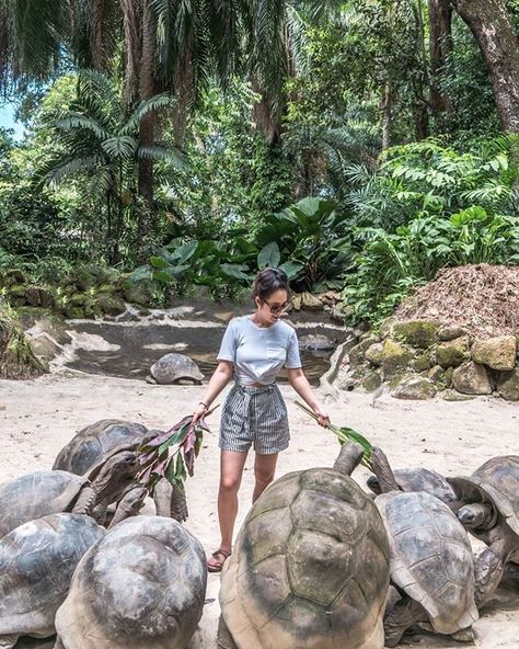 Giant Tortoises like these can only be found in two places in the world - Seychelles & the Galapagos Islands in Ecuador. ⁣ ⁣ Today, all tortoises found in Seychelles are originally from the UNESCO world heritage site of Aldabra, these Giant Tortoises are Seychelles Tortoise, Galapagos Islands Aesthetic, Summer Beach Quotes, Galapagos Ecuador, Galapagos Tortoise, Anna Kim, Giant Tortoise, South America Destinations, Island Adventure