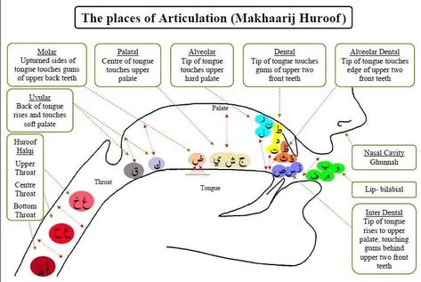 The places of Articulation (Makhaarij Huroof) Infographics - Top Quran Classes Taal Posters, Learning Arabic For Beginners, Spoken Arabic, Islamic Kids Activities, Tajweed Quran, Arabic Letters, Teach Arabic, Learn Arabic Alphabet, Arabic Lessons