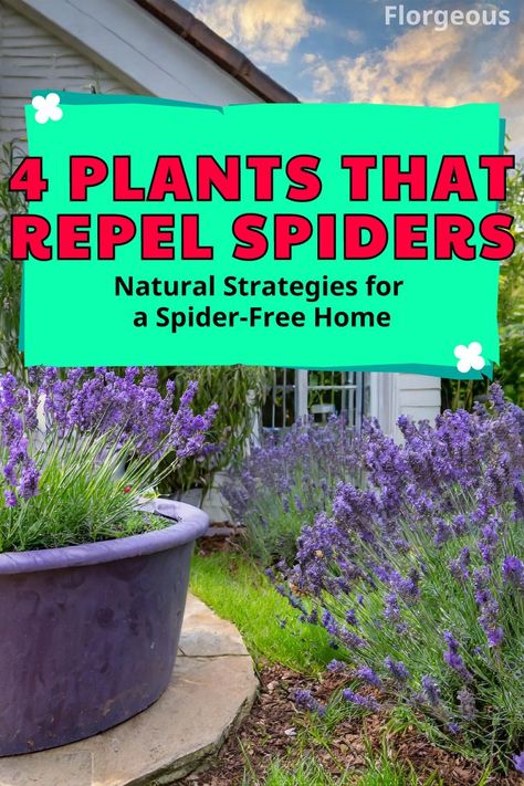 Plants That Repel Spiders Plants That Repel Spiders, Planting Lavender, Spider Control, Spiders Repellent, Indoor Potted Plants, Lavender Plant, Different Species, Spiders, Potted Plants